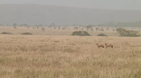 Cheetah Stock Footage 10756695