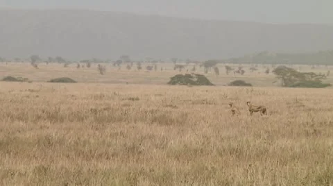 Cheetah Stock Footage 10756698
