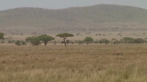 Cheetah Stock Footage 10756705