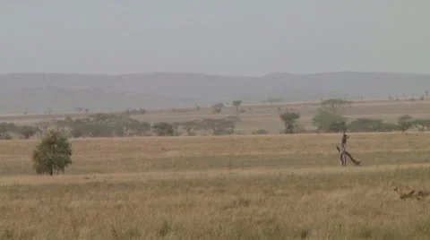 Cheetah Stock Footage 10756706