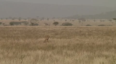 Cheetah Stock Footage 10756710