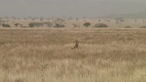 Cheetah Stock Footage 10756717