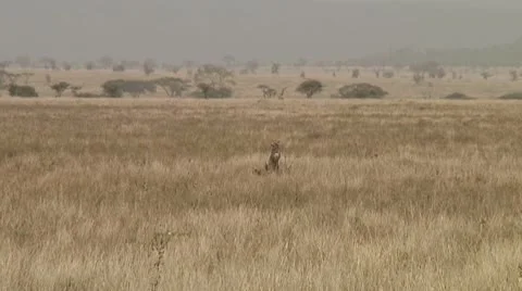 Cheetah Stock Footage 10756720