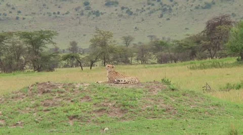 Cheetah Stock Footage 10756723