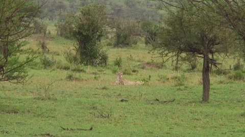 Cheetah Stock Footage 10756746