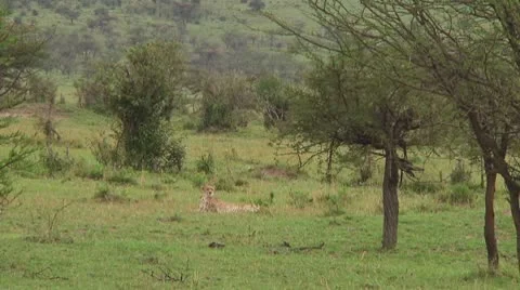 Cheetah Video stock 10756754