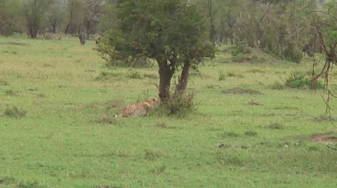 Cheetah Stock Footage 10756765