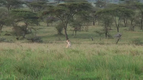 Cheetah Stock Footage 10756768