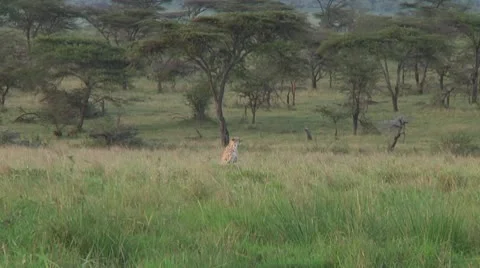 Cheetah Stock Footage 10756779