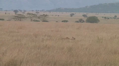 Cheetah Stock Footage 10756786