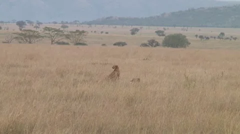 Cheetah Stock Footage 10756793