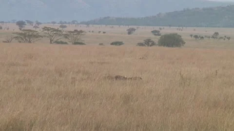 Cheetah Stock Footage 10756802