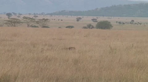 Cheetah Stock Footage 10756806