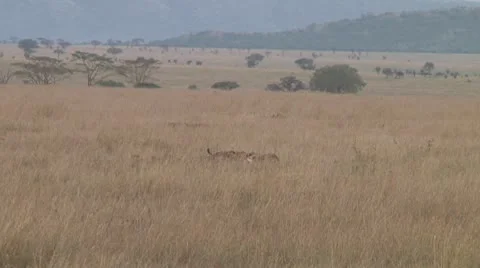 Cheetah Stock Footage 10756827