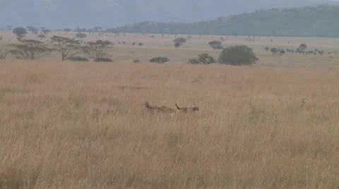 Cheetah Stock Footage 10756828