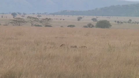 Cheetah Stock Footage 10756843