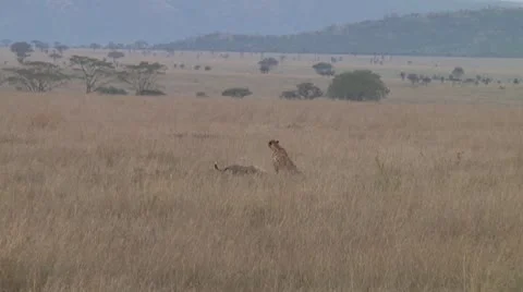 Cheetah Stock Footage 10756845
