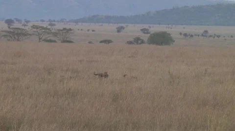 Cheetah Stock Footage 10756849