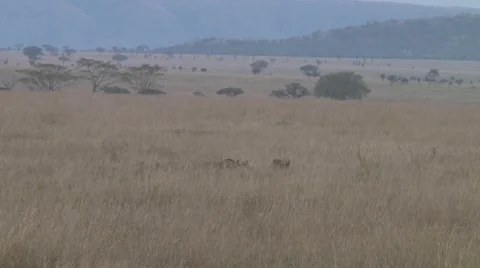 Cheetah Stock Footage 10756870