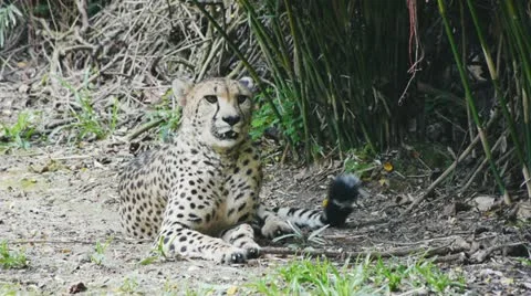 Cheetah Stock Footage 11423298