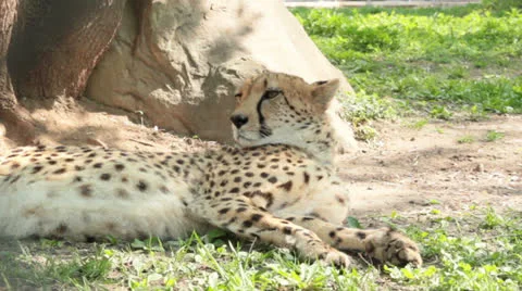 Cheetah Stock Footage 25915985