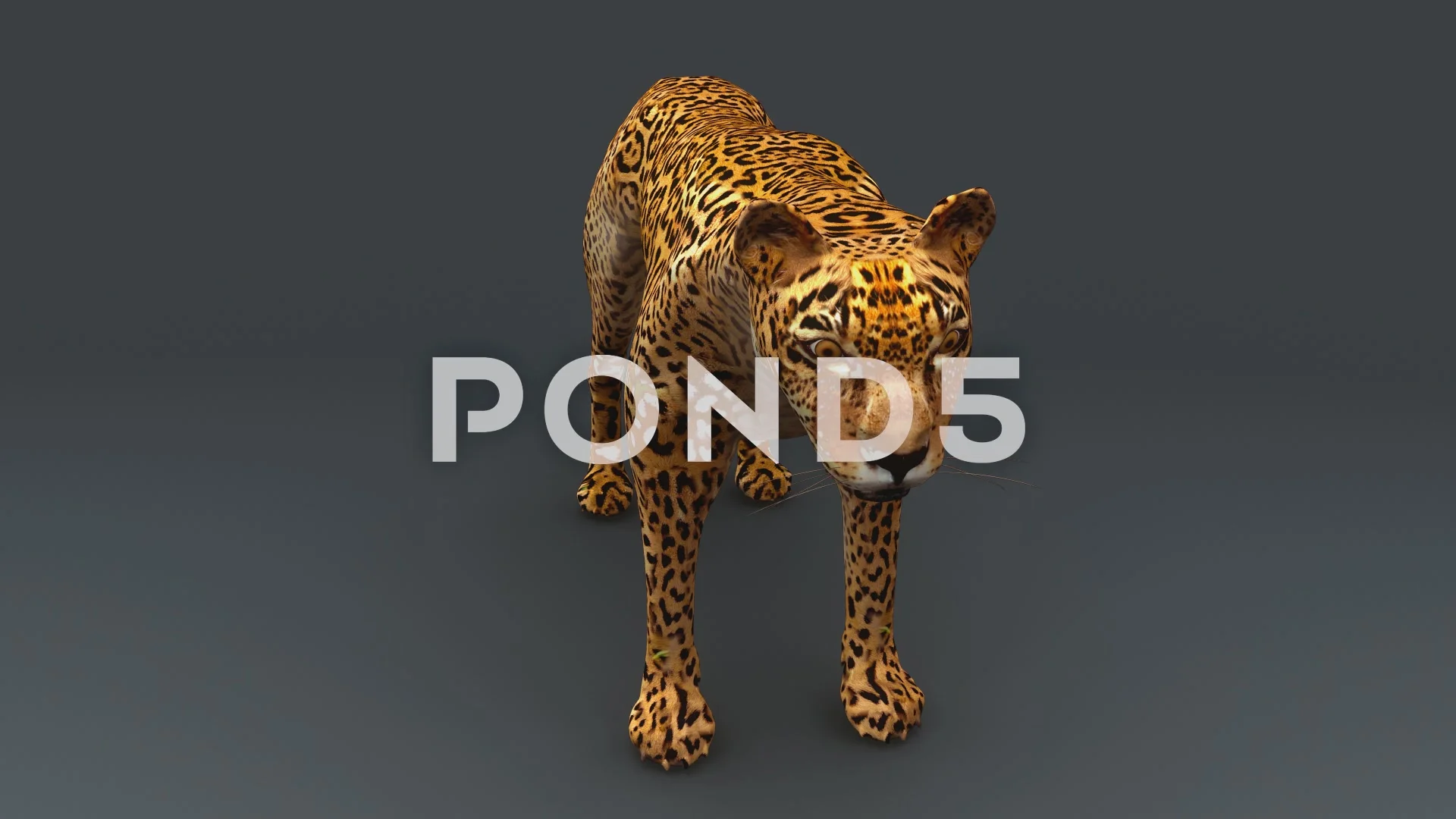 cheetah 3d tutorial animation