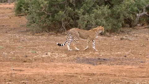 Cheetah Stock Footage 212410362