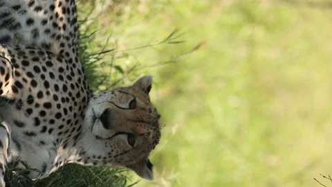 Cheetah Vídeos de archivo 234678694