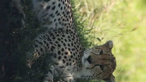 Cheetah Vídeos de archivo 234678696