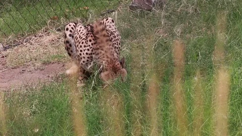 Cheetah Forages in the Grass for a Snack Stock Footage 79585773