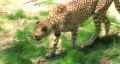Cheetah Foraging HD Footage