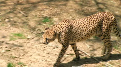 Cheetah Foraging Video stock 139890