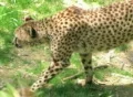 Cheetah Foraging SD Footage