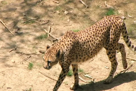 Cheetah Foraging Stock Footage 2756033