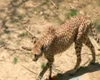 Cheetah Foraging SD Footage