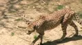 Cheetah Foraging HD Footage