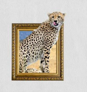 Cheetah in frame with 3d effect 写真素材