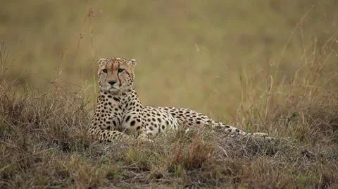 Cheetah In Full Relaxation Mode Stock Footage 31504664