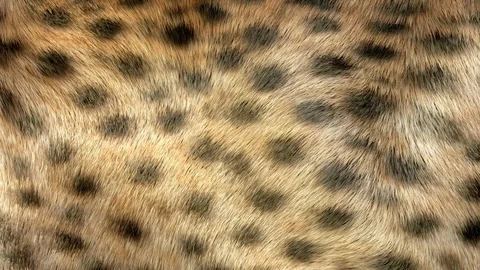 Cheetah Fur Background HD Stock Footage 129896892