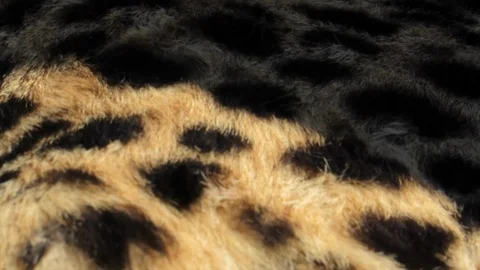Cheetah Fur Stock-Footage 87083461