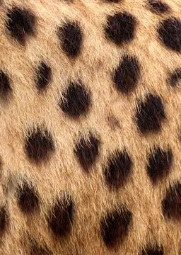 Cheetah fur texture background vertical with natural spotted pattern Foto stock