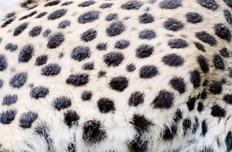 Cheetah fur texture Stock Photos