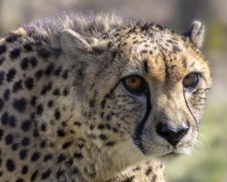 Cheetah gazes intensely while resting in its natural habitat during the day.. Stock Photos