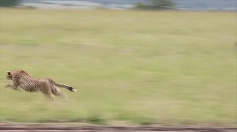 A Cheetah gives chase and successfully kills its prey in Kenya, Africa. Stock Footage