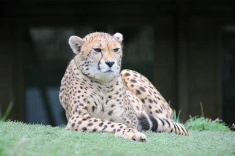 Cheetah on grass Stock Photos