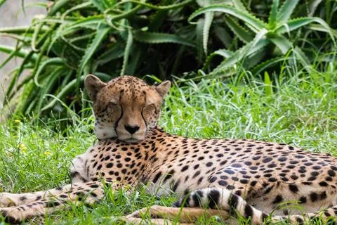 Cheetah on the grass Stock Photos
