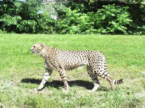 Cheetah in the grass Stock Photos