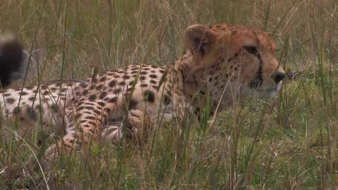 Cheetah grooming Video stock 172160186