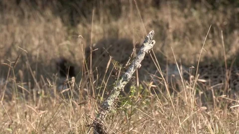 Cheetah grooming under tree - HD Video stock 84664066