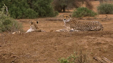 Cheetah group Stock Footage 212354425